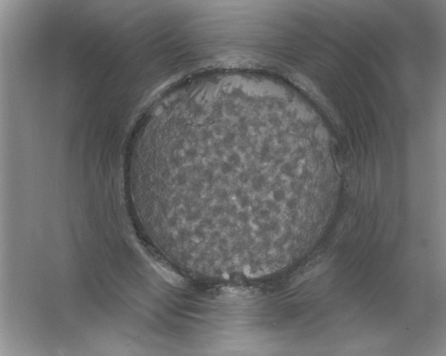 X0000063510442200602101929