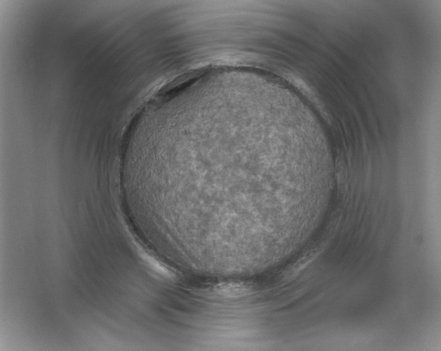 X0000063510445200602101930