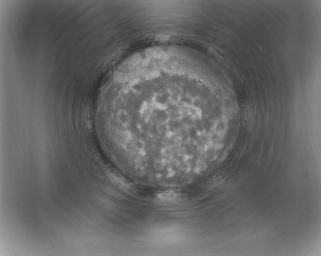 X0000063510470200602101930