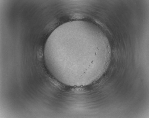 X0000063510517200602101929