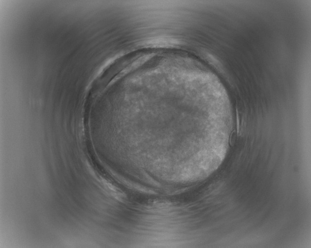 X0000063510531200602101928