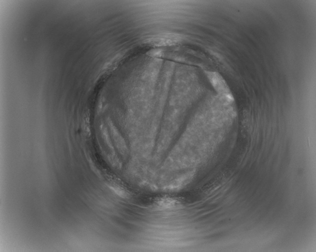 X0000063510547200602101928