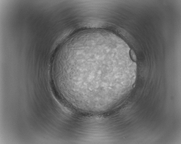 X0000063510586200602101928