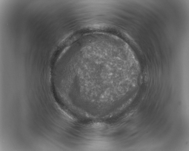 X0000063510637200602101926