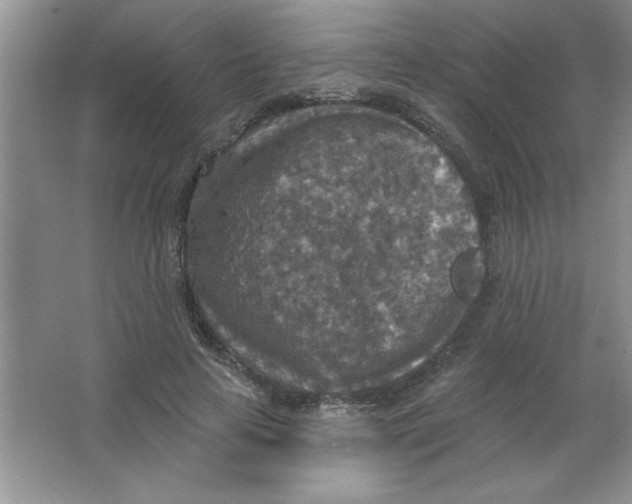 X0000063510641200602101926