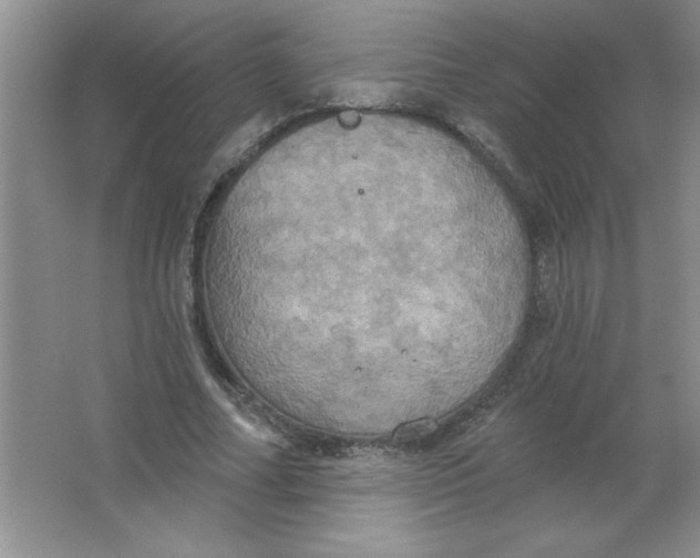 X0000063510682200602101926