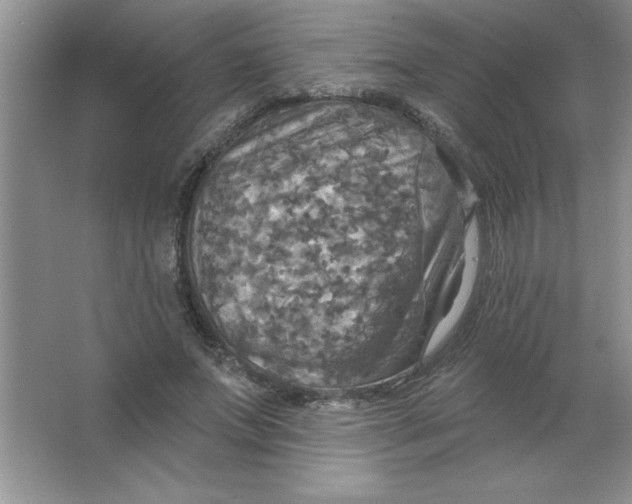 X0000063510687200602101926