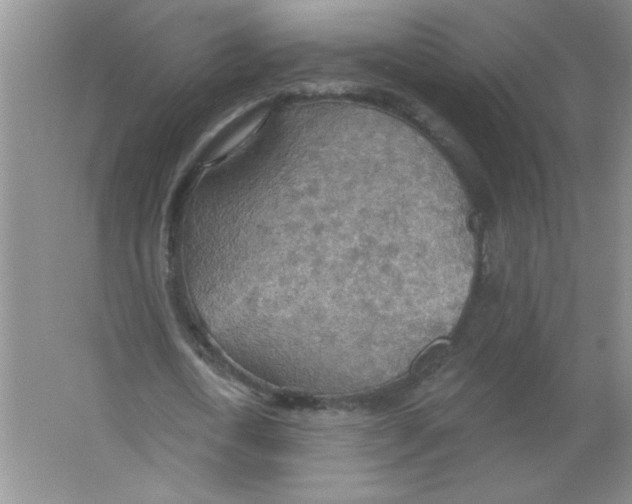 X0000063510722200602101924