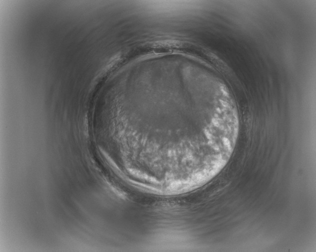 X0000063510729200602101925