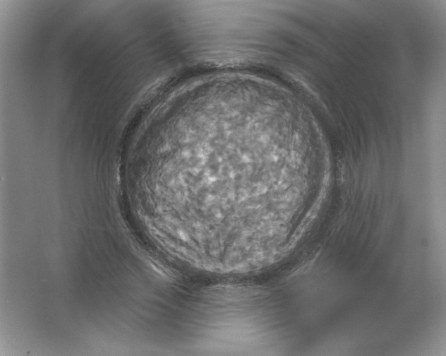 X0000063510733200602101925