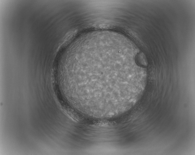 X0000063510738200602101925