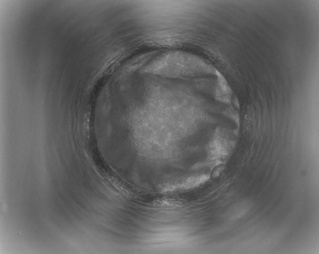 X0000063510739200602101925