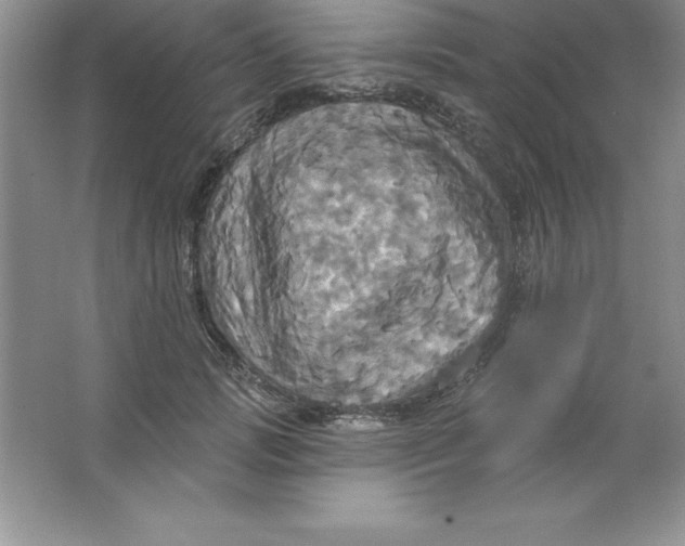 X0000063510749200602101925