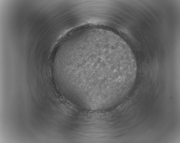 X0000063510776200602101924