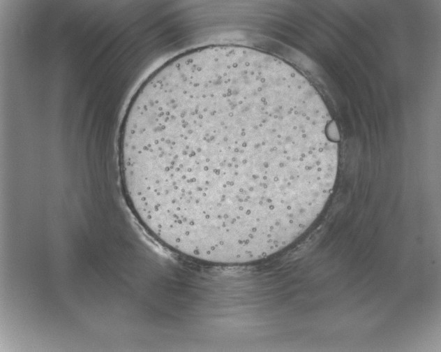 X0000063510808200602101924