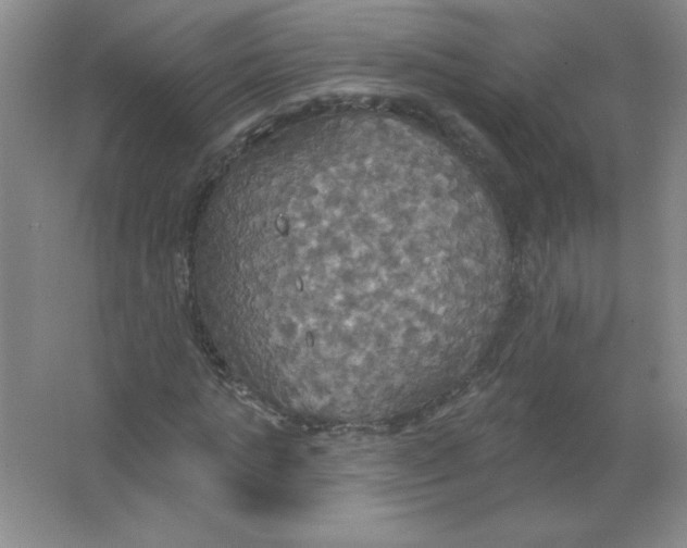 X0000063510821200602101923