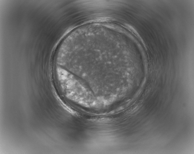 X0000063510851200602101923