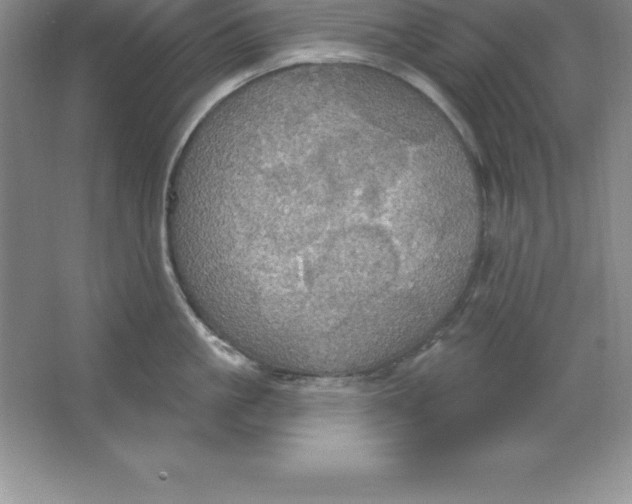 X0000063510861200602101924