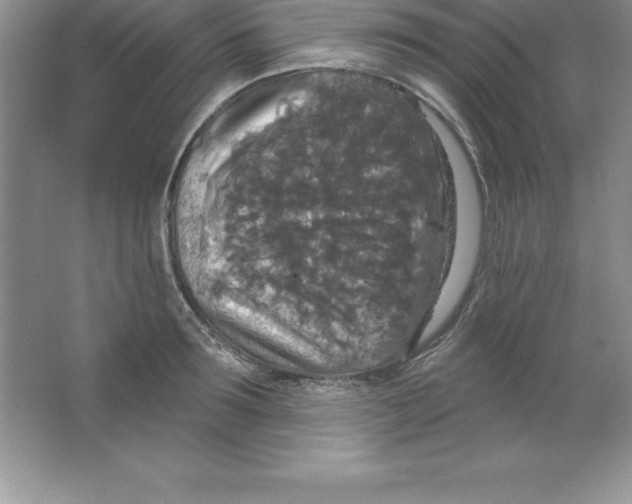 X0000063510899200602101922