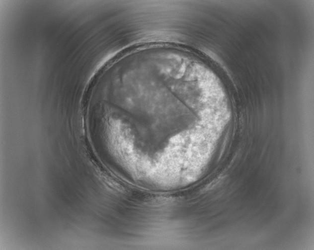 X0000063510925200602101921