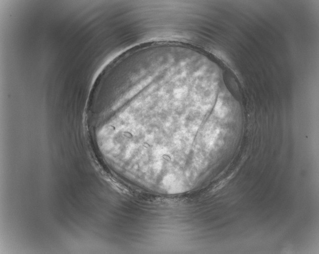 X0000063510928200602101921