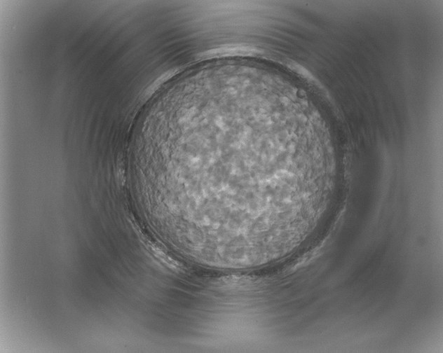 X0000063510929200602101921