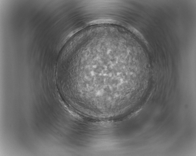 X0000063510937200602101922