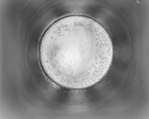 X0000063510950200602101922