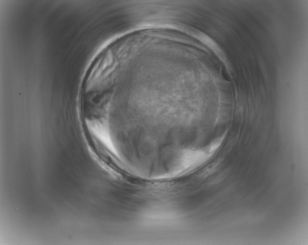 X0000063510958200602101922