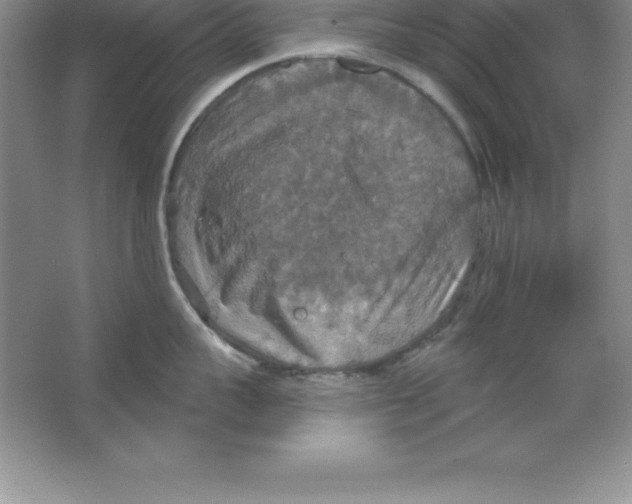 X0000063510959200602101922