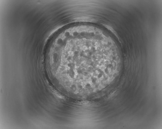 X0000063510971200602101921