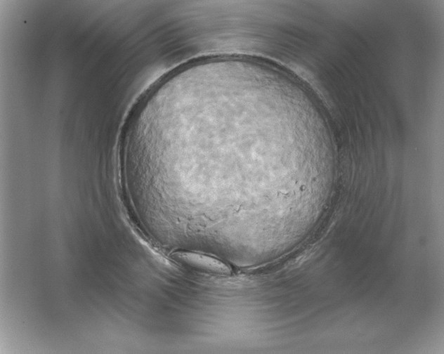 X0000063510982200602101921