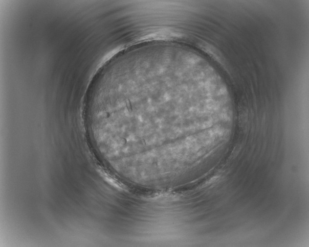 X0000063511026200602101920