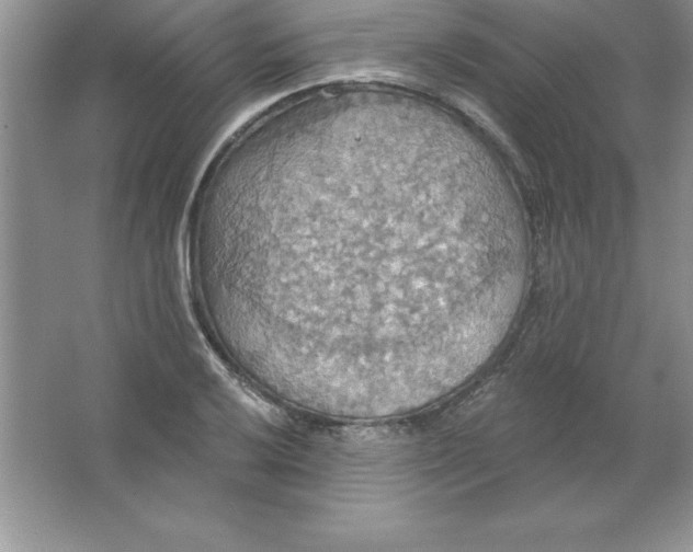 X0000063511032200602101920