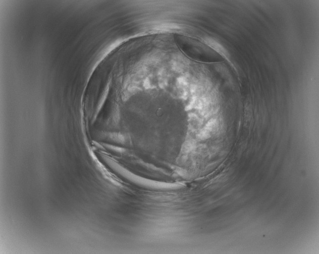 X0000063511047200602101920