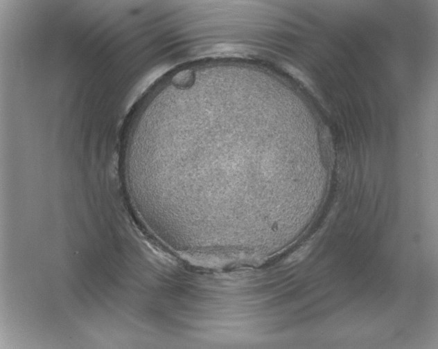 X0000063511066200602101919