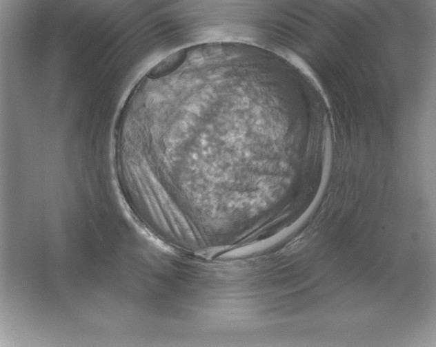 X0000063511096200602101919