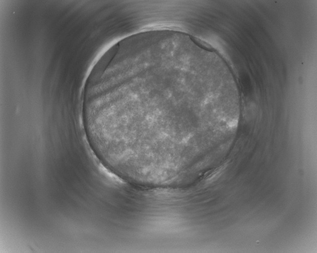 X0000063511102200602101919