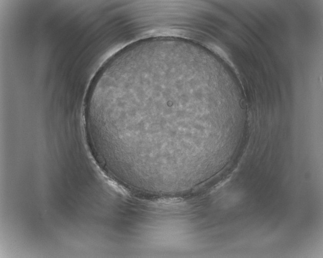 X0000063511133200602101918