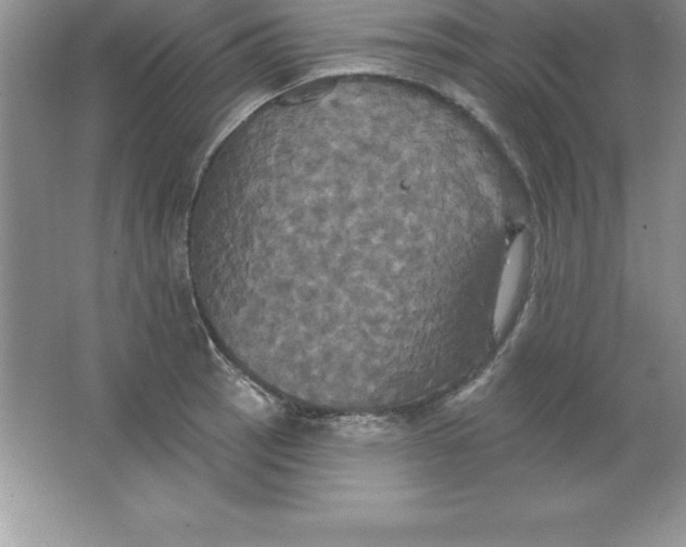 X0000063511137200602101918