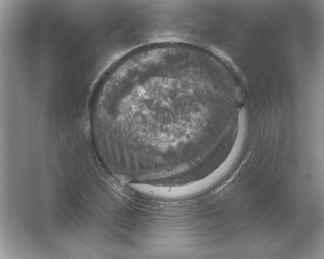 X0000063511167200602101918