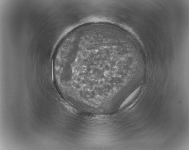 X0000063511175200602101918