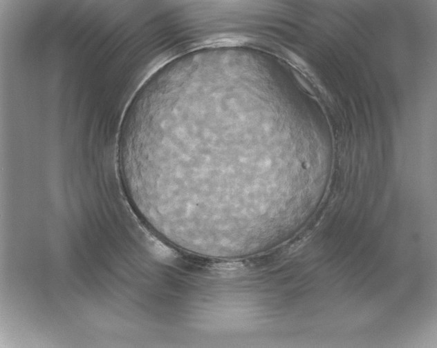 X0000063511186200602101917