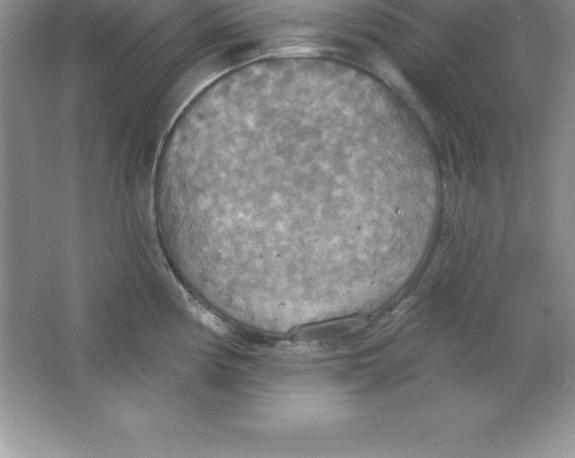 X0000063511194200602101917