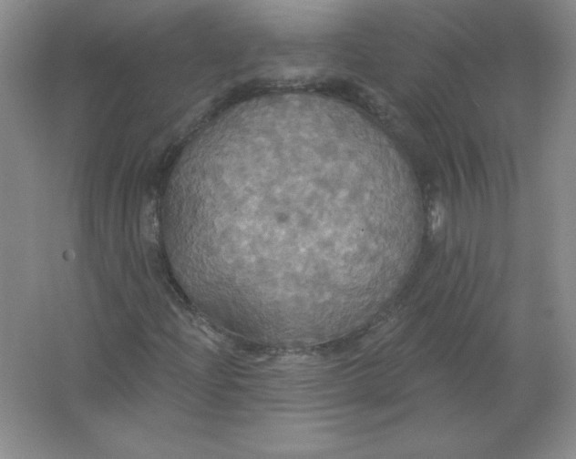 X0000063511204200602101916