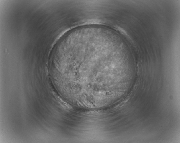 X0000063511212200602101916