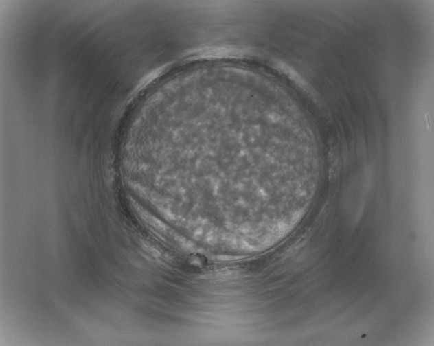 X0000063511213200602101917