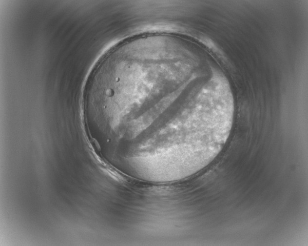 X0000063511232200602101917