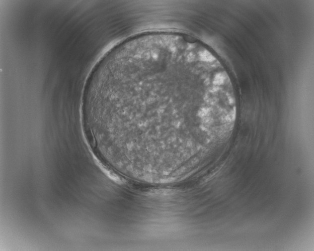 X0000063511237200602101917