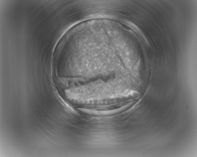 X0000063511244200602101917